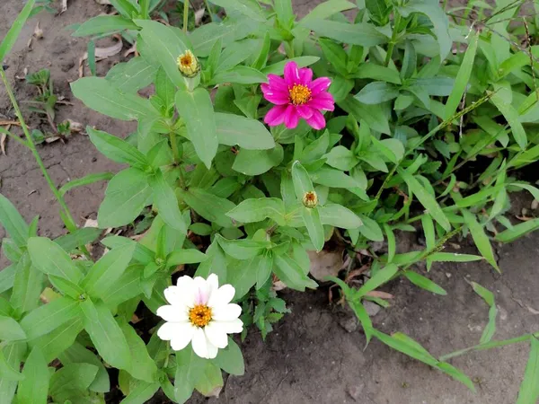 庭に咲く美しいピンクと白の花 — ストック写真