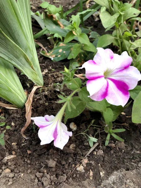 Bahçede Pembe Beyaz Petunya Çiçeği — Stok fotoğraf