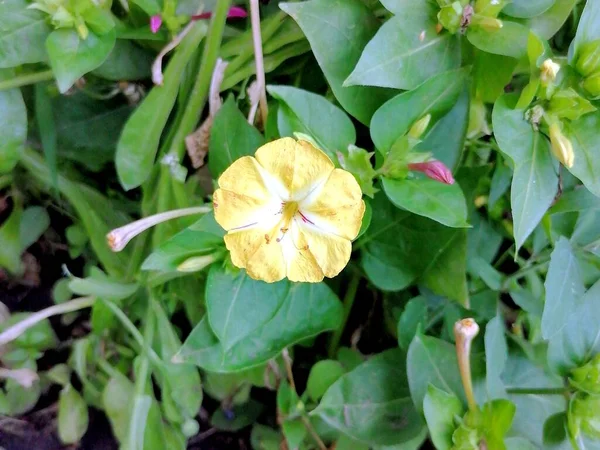 Petúnia Amarela Floresce Jardim — Fotografia de Stock