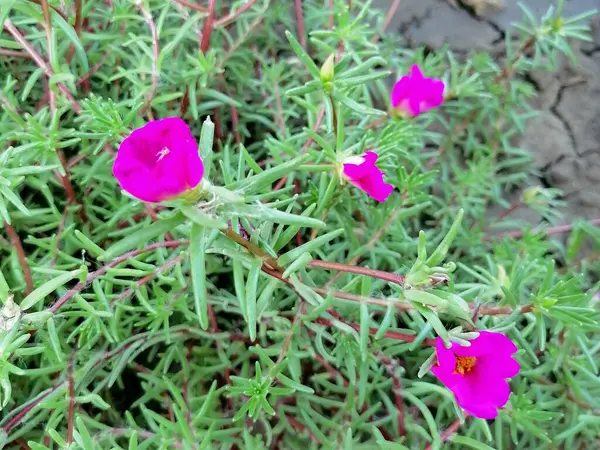 Şehir Parkında Açan Pembe Çiçekler — Stok fotoğraf