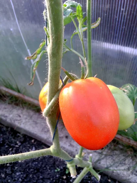 Rote Tomate Weinstock Gewächshaus — Stockfoto