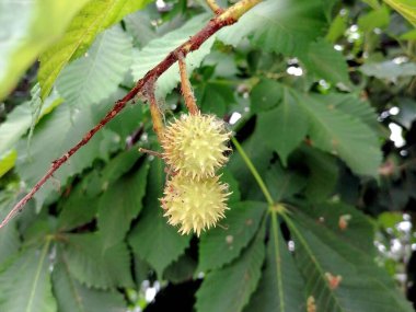 Dalda kestane ağacı meyvesi