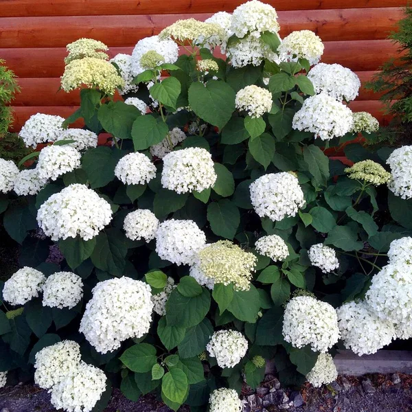 Parkta beyaz ortanca çiçek açar.