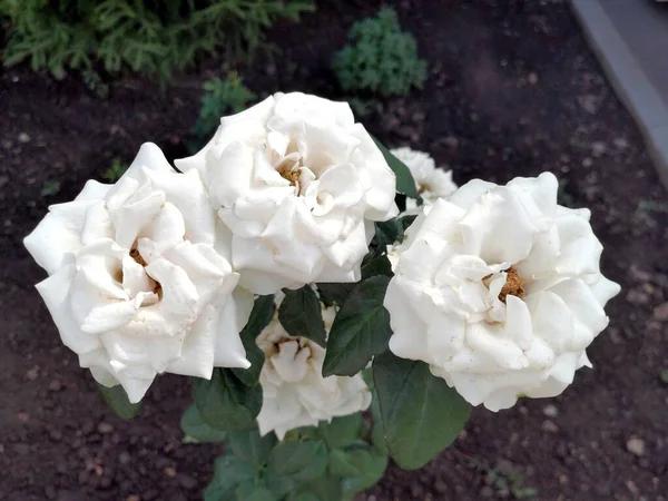 Szép Fehér Rózsák Kertben — Stock Fotó