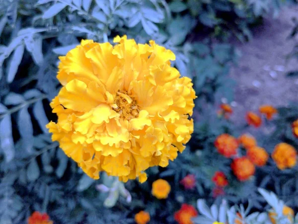 Schöne Gelbe Blume Garten — Stockfoto