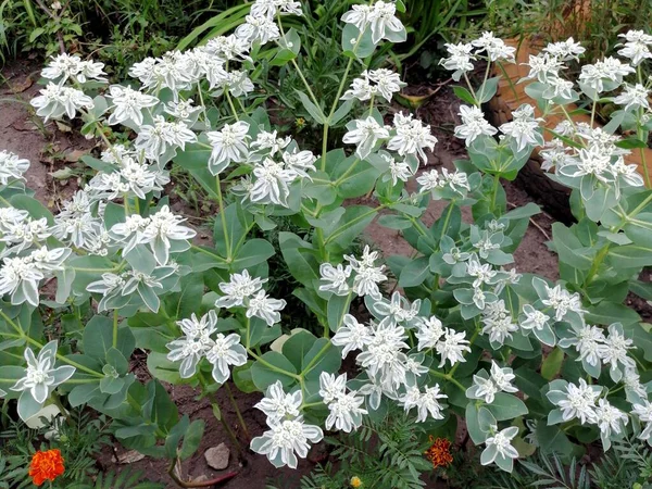 Bahçede Açan Beyaz Çiçekler — Stok fotoğraf