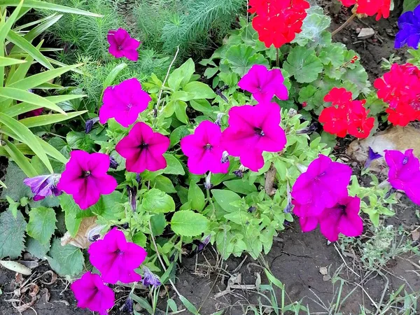 Flores Petunia Rosa Jardín —  Fotos de Stock