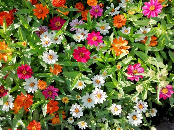 Bahçede çiçek açan gerberalar