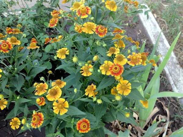 Oranje Bloemen Die Bloeien Tuin — Stockfoto