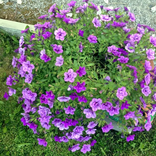 Flores Púrpuras Floreciendo Parque Ciudad —  Fotos de Stock