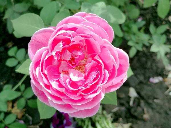 Peônia Rosa Floresce Jardim — Fotografia de Stock