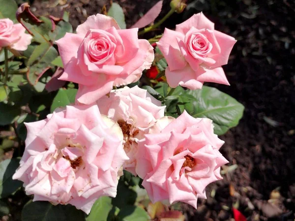 Розовые Розы Цветущие Саду — стоковое фото