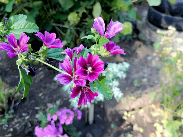 Fleurs Violettes Fleurissant Dans Jardin — Photo