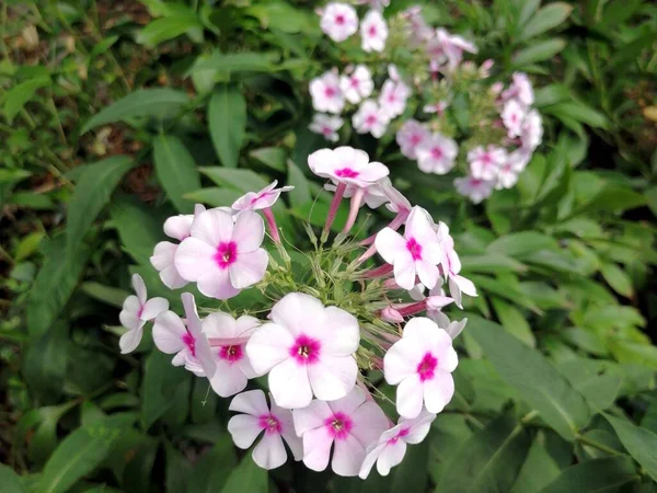 Rózsaszín Fehér Virágok Városi Parkban — Stock Fotó