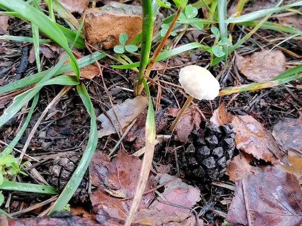 Ormanda bir çam kozalağının yanında mantar.