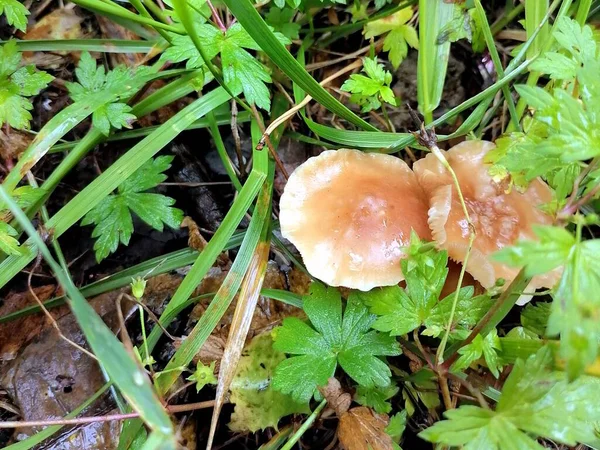 Çayırdaki çimlerde mantarlar