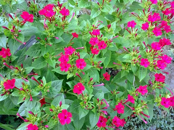 Flores Cor Rosa Florescendo Jardim — Fotografia de Stock