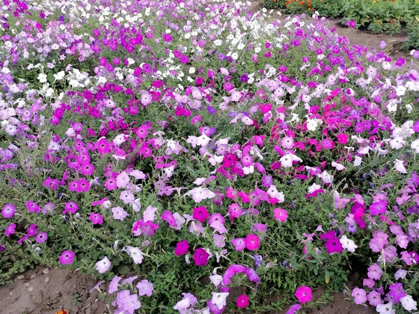 Hermosa Petunia Florece Parque Ciudad —  Fotos de Stock