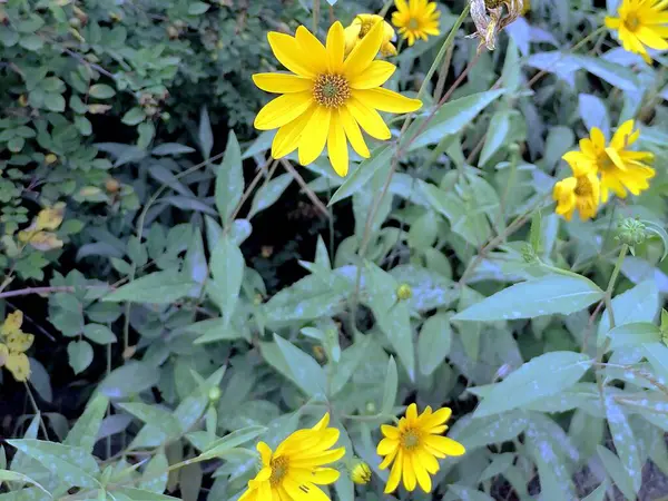 Florescendo Flores Amarelas Jardim — Fotografia de Stock