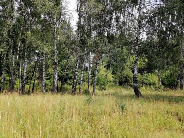 Huş ağaçları orman glade içinde