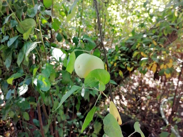 Green Apple Tree Branch — Stock Photo, Image