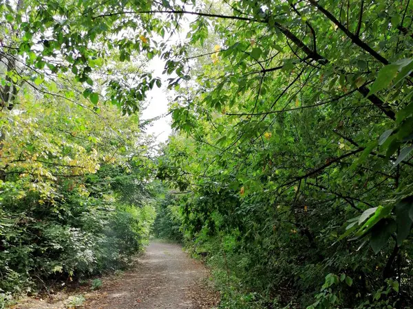 Manzaralı yerler, şehir parkındaki patika.