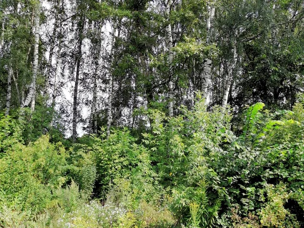 Manzara, ormandaki huş ağaçları.