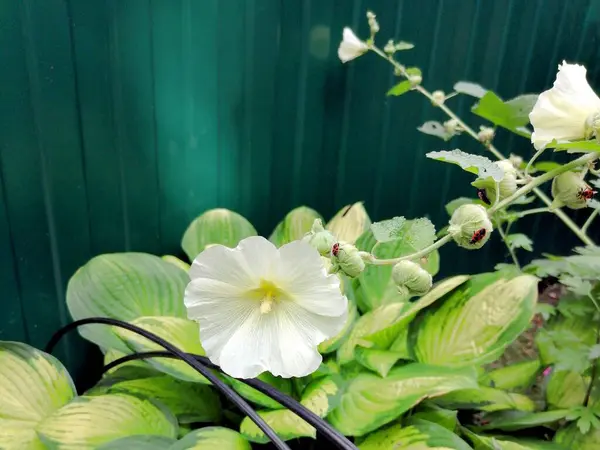 Flor Blanca Cerca Con Insectos —  Fotos de Stock