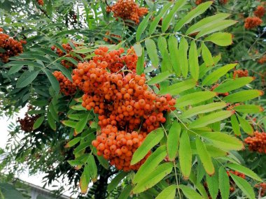 Rowan meyveleri bir ağaca yakın.