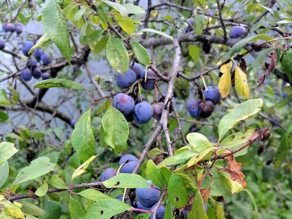 Prune Mûre Sur Une Branche Dans Jardin — Photo