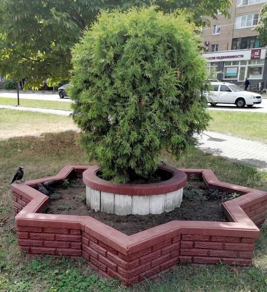 Zierbaum Stadtpark — Stockfoto