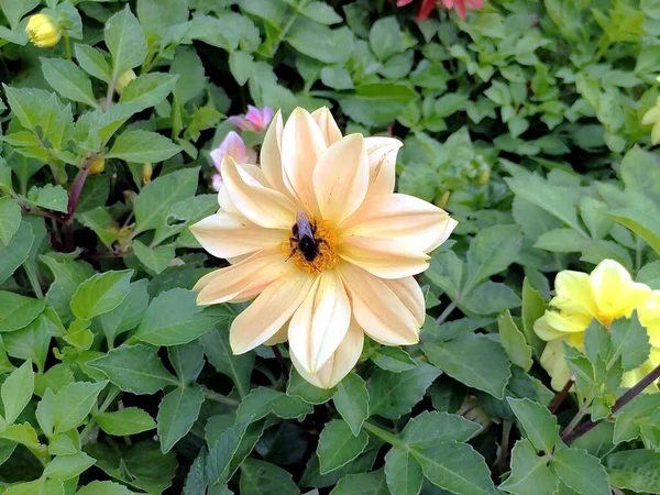 Gelbe Und Weiße Blume Mit Biene Aus Nächster Nähe — Stockfoto