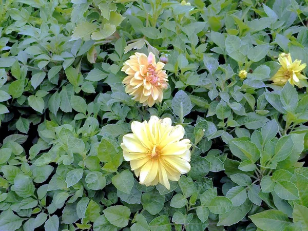 Belles Fleurs Jaunes Dans Jardin — Photo