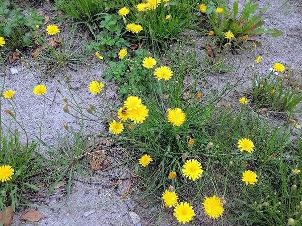 Çimenlerdeki Çiçekli Sarı Çiçekler — Stok fotoğraf