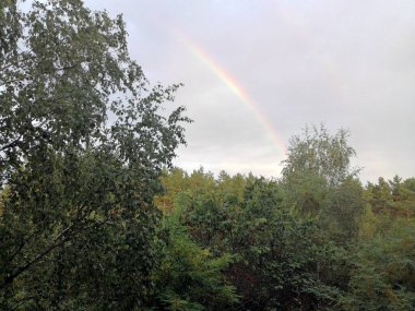 Yağmur sonrası ormanda gökkuşağı