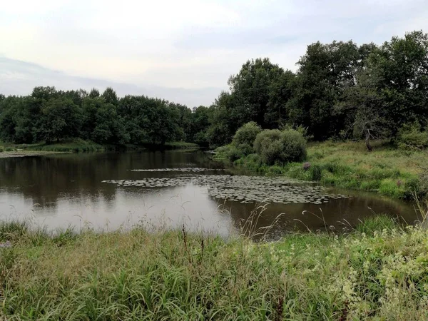 Ormandaki gölün kenarındaki çayır.