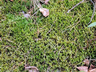 Yeşil yosunlar ormanda yetişir.