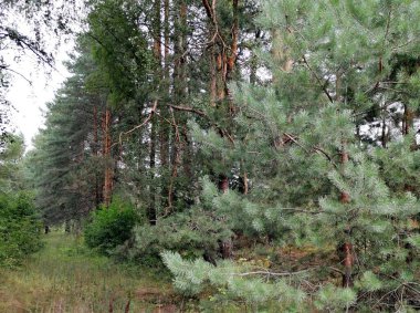 Ormanlık alanda her zaman yeşil çam