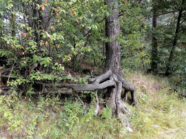 Árvore Com Uma Raiz Aberta Floresta — Fotografia de Stock