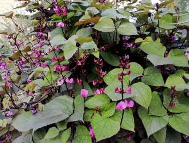 Bahçede mor yabani fasulye çiçekleri