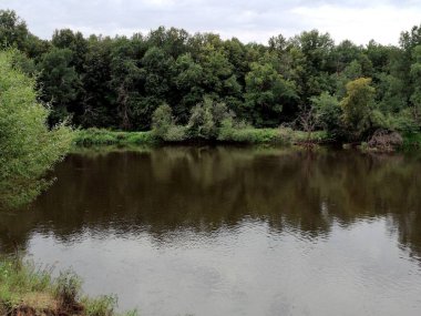 Orman gölündeki ağaçların yansıması