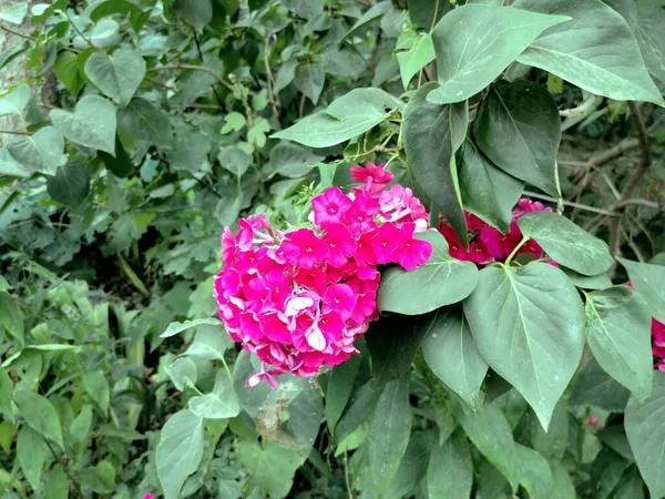 Close Pink Flowers City Park — 图库照片