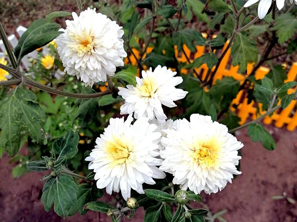 Schöner Strauß Weißer Frischer Blumen — Stockfoto