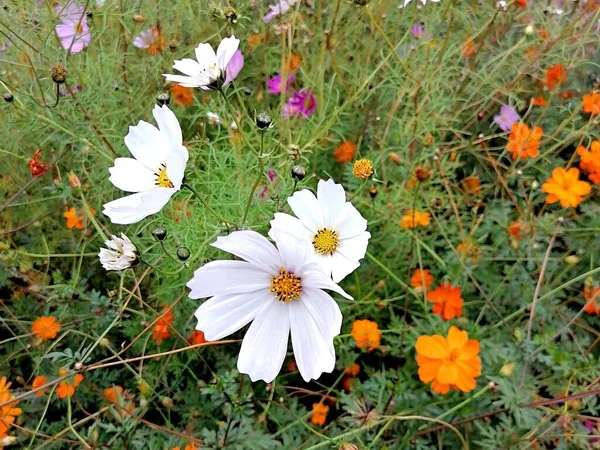 美丽的白色雏菊生长在草地上 — 图库照片