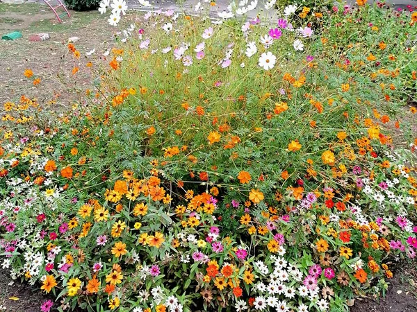 Belles Marguerites Fleurissent Dans Parc Ville — Photo