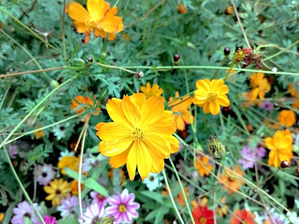 Mooie Gele Bloemen Het Stadspark — Stockfoto