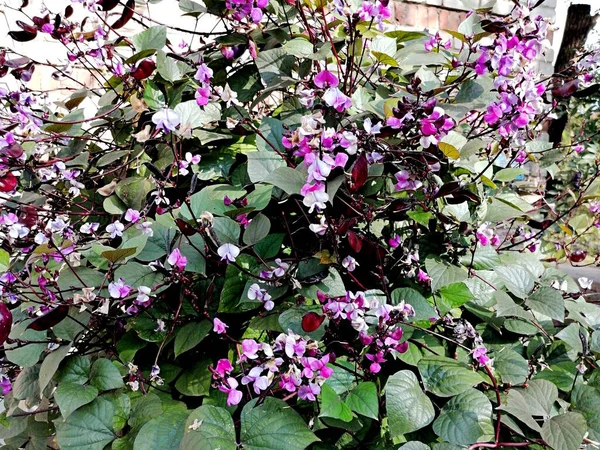 Purple Wild Bean Flowers Garden — Zdjęcie stockowe