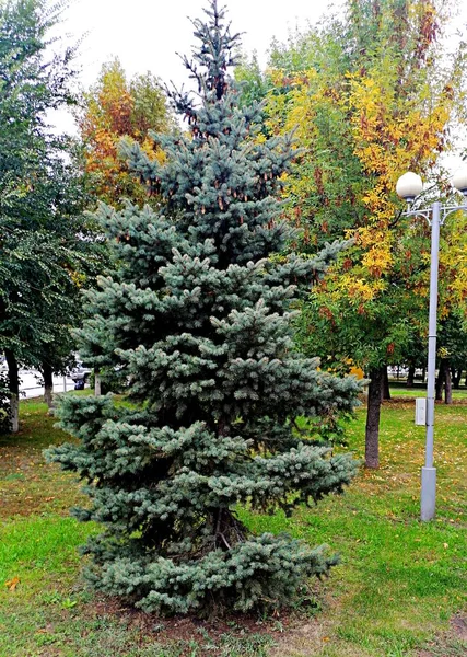 Christmas Tree Background Trees Park — Stockfoto