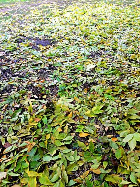 Sonbahar, yere düşen yapraklar