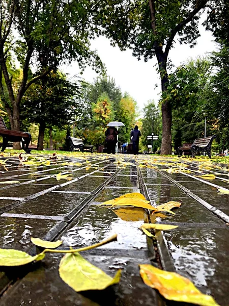 Regenachtige Herfst Het Stadspark — Stockfoto